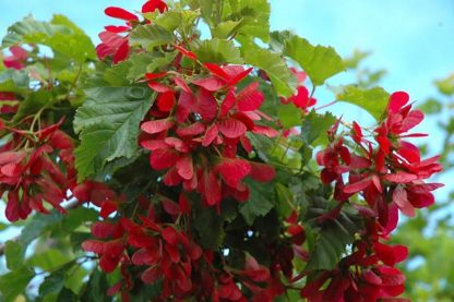 acer tataricum