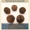Черный орех средний (семена)