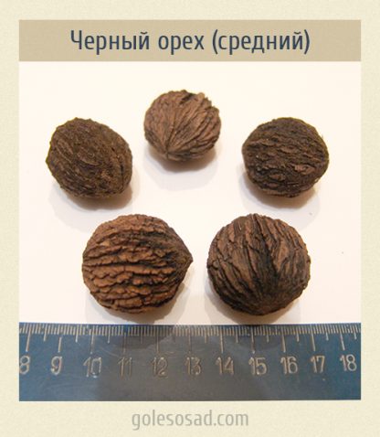 Черный орех средний (семена)