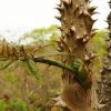 Aralia mandshúrica