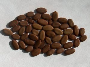 Альбиция ленкоранская, albizia-julibrissin, семена, лесосад