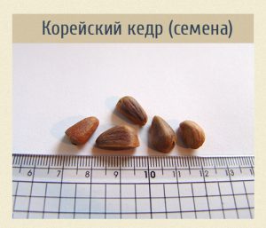 Корейский кедр, семена