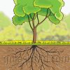 simbiotic-golesosad.com