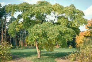 Phellodendron sachalinense