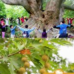 Платан восточный, platanus-orientalis, семена, лесосад