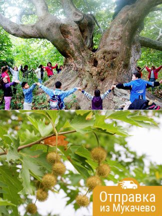 Платан восточный, platanus-orientalis, семена, лесосад