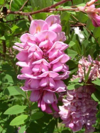 Акация розовая, робиния клейкая, Robinia viscosa