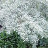 Elaeagnus commutata