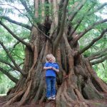 Metasequoia glyptostroboides, метасеквоя