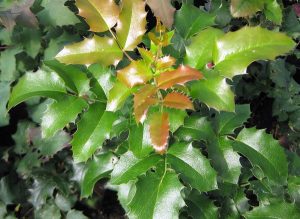 Магония падуболистная, Mahonia aquifolium