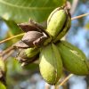 Орех Пекан, Pecan, Carya illinoinensis