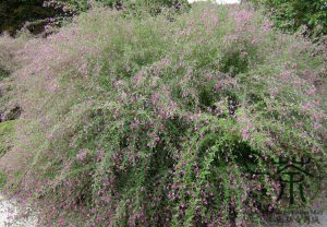 Леспедеца двуцветная, Lespedeza bicolor