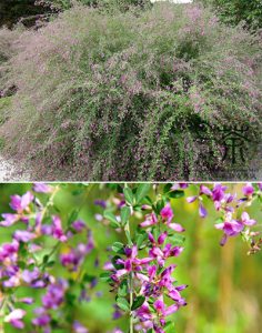 Леспедеца двуцветная, Lespedeza bicolor