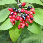 Viburnum burejaeticum