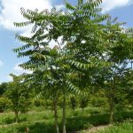 Ailanthus altissima