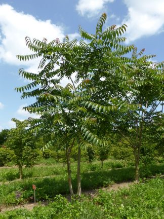 Ailanthus altissima