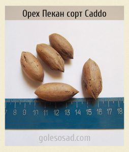 Орех Пекан сорт Caddo