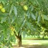 Орех Пекан, Pecan, Carya illinoinensis