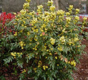 Магония падуболистная, Mahonia aquifolium
