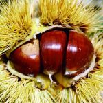 Castanea sativa