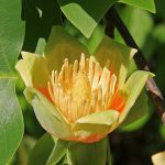 Тюльпановое дерево, Лириодендрон, Liriodendron tulipifera