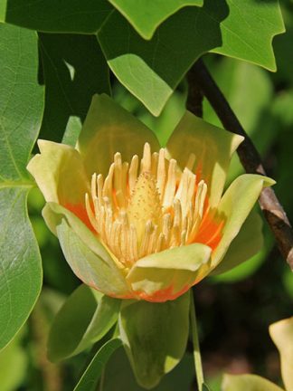 Тюльпановое дерево, Лириодендрон, Liriodendron tulipifera