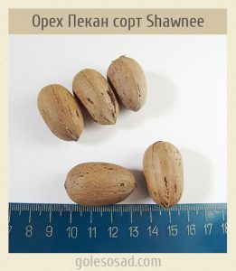 Орех Пекан, Сорт Shawnee