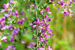 Леспедеца двуцветная, Lespedeza bicolor