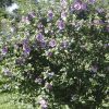 Hibiscus_Syriacus