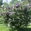 Hibiscus_Syriacus, гибискус