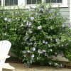Hibiscus_Syriacus
