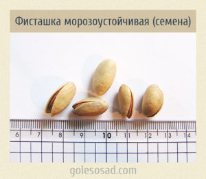Фисташка морозоустойчивая, семена