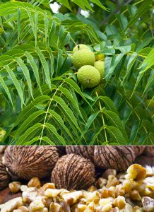 Черный орех, juglans nigra