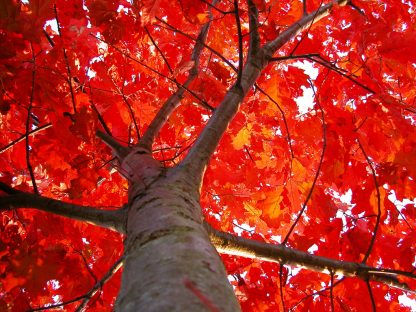 Дуб красный, Quercus rubra