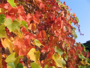 Синий дальневосточный виноград, Vitis amurensis