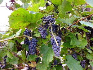 Синий дальневосточный виноград, Vitis amurensis