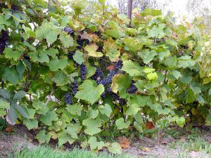 Синий дальневосточный виноград, Vitis amurensis