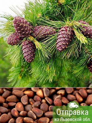 Кедр Сибирский, Pinus sibirica, саженцы, лесосад