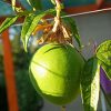 Пассифлора инкарната, Passiflora incarnata,