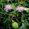 Пассифлора инкарната, Passiflora incarnata,