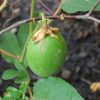 Пассифлора инкарната, Passiflora incarnata,