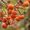 Хурма виргинская, Diospyros virginiana, саженцы, лесосад