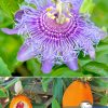 Пассифлора, Passiflora-incarnata, саженцы, лесосад