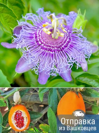 Пассифлора, Passiflora-incarnata, саженцы, лесосад