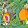 Пассифлора, Passiflora-incarnata, саженцы, лесосад