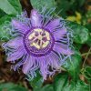 Пассифлора инкарната, Passiflora incarnata,