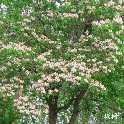 Катальпа бунге, Catalpa bungei