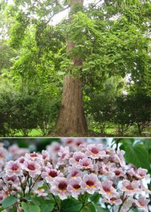 Катальпа бунге, Catalpa bungei