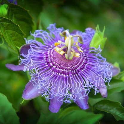 Пассифлора инкарната, Passiflora incarnata,