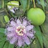 Пассифлора инкарната, Passiflora incarnata,